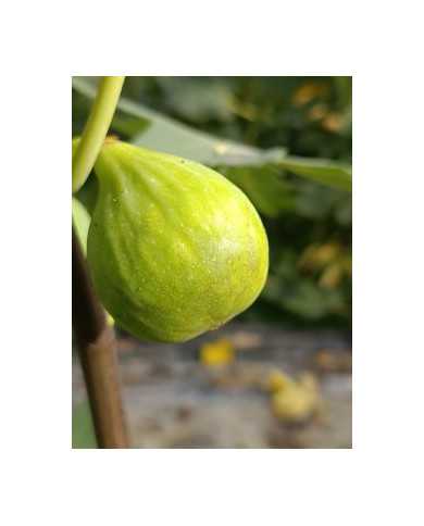 Bio Feigenbaum Galluzzo Bianco (**)