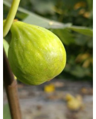 Bio Feigenbaum Galluzzo Bianco (**)