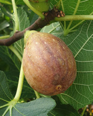 biofeigenbaumhblvainvitro