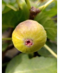 Bio Feigenbaum Hircana (**)