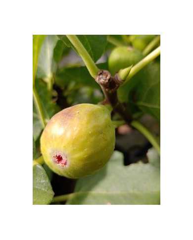 Bio Feigenbaum Hircana (**)