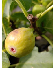 Bio Feigenbaum Hircana (**)