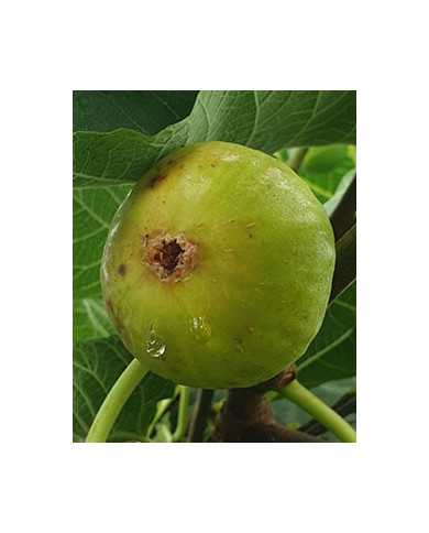 biofeigenbaumhoneyheart