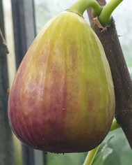 biofeigenbaumisrael