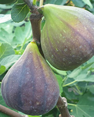 Bio Feigenbaum Kadota Black (**) Bio Feigenbaum Kadota Black (**)