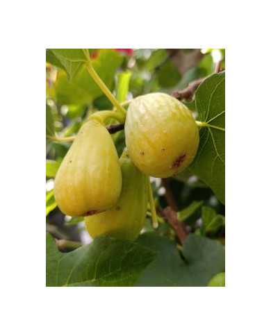 Bio Feigenbaum Magnifica Dry (*)