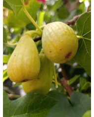 Bio Feigenbaum Magnifica Dry (*)