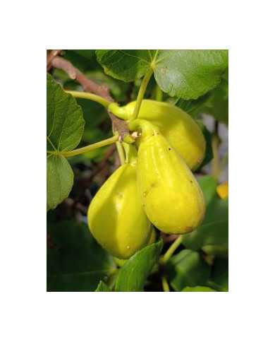 Bio Feigenbaum Magnifica Dry (*)