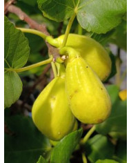 Bio Feigenbaum Magnifica Dry (*)