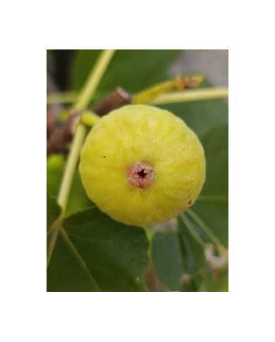 Bio Feigenbaum Magnifica Dry (*)