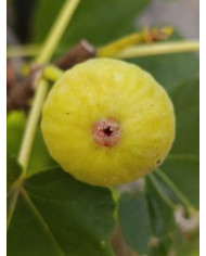 Bio Feigenbaum Magnifica Dry (*)