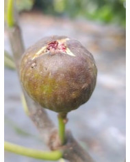 Bio Feigenbaum Malcombs Giant (*)
