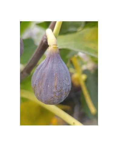 biofeigenbaummalta