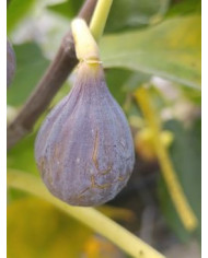 biofeigenbaummalta