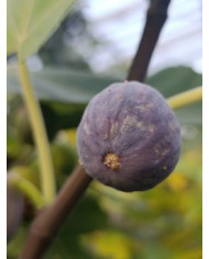 Bio Feigenbaum Malta (*)