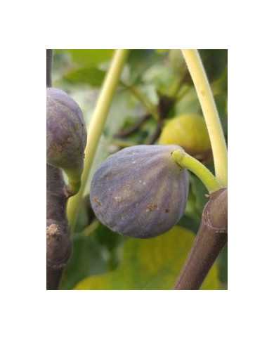 Bio Feigenbaum Malta (*)