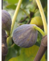 Bio Feigenbaum Malta (*)