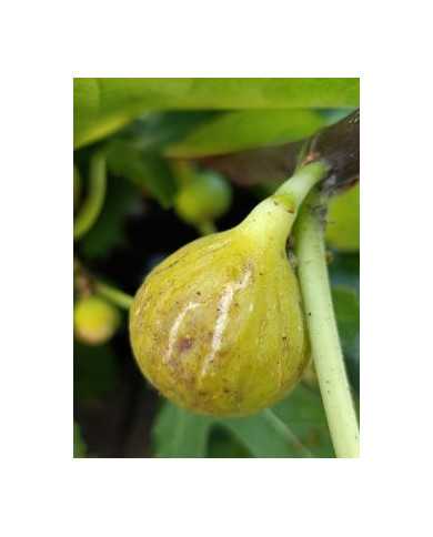 Bio Feigenbaum Marseillaise (*)