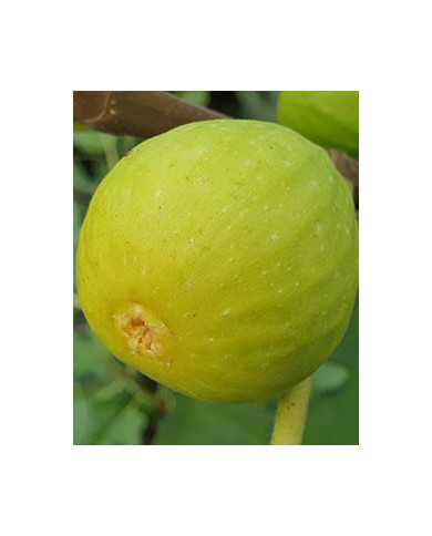 biofeigenbaummarylaneseedless