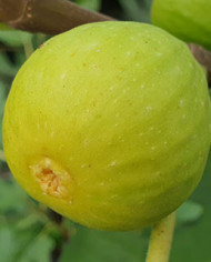 biofeigenbaummarylaneseedless