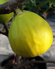biofeigenbaummedulin