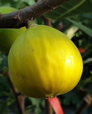 Bio Feigenbaum Medulin (*)