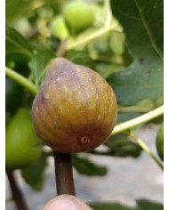 Bio Feigenbaum Melanzana (*)