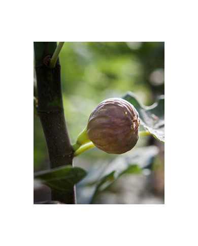 biofeigenbaummichurinska10 biofeigenbaummichurinska10