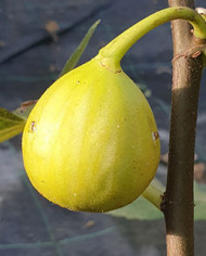 biofeigenbaummoscatelbranco