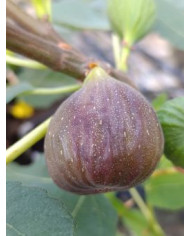 Bio Feigenbaum Moscatel Preto (**)