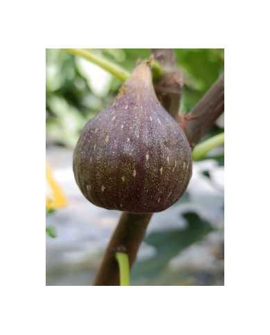 Bio Feigenbaum Moscatel Preto (**)