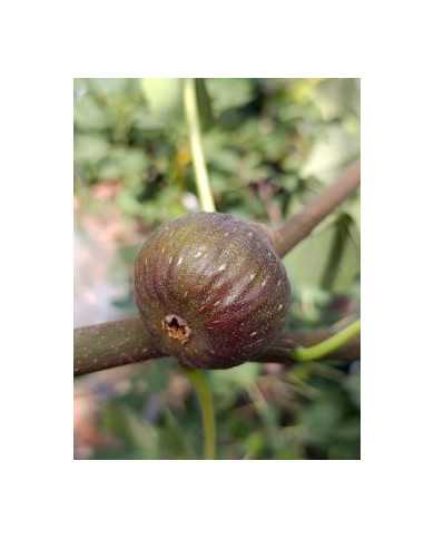 Bio Feigenbaum Moscatel Preto (**)