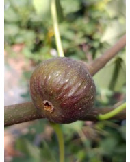 Bio Feigenbaum Moscatel Preto (**)