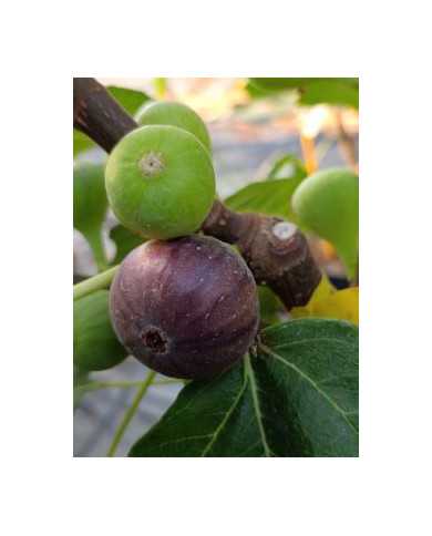 Bio Feigenbaum Negra D'agde (***)