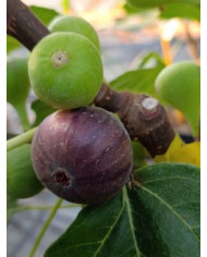 Bio Feigenbaum Negra D'agde (***)