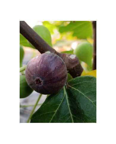 Bio Feigenbaum Negra D'agde (***)