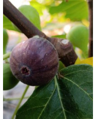 Bio Feigenbaum Negra D'agde (***)