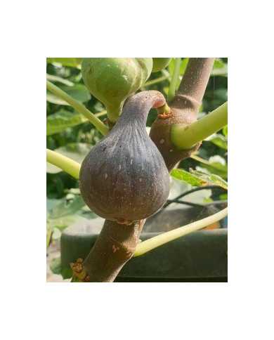 Bio Feigenbaum Negra D'agde (***)