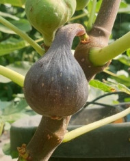 Bio Feigenbaum Negra D'agde (***)