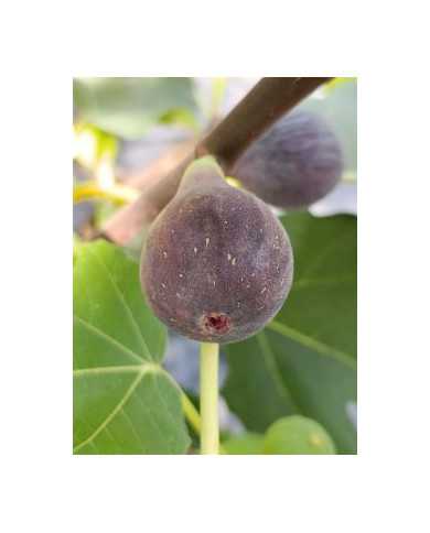 Bio Feigenbaum Negra D'agde (***)