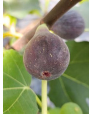 Bio Feigenbaum Negra D'agde (***)