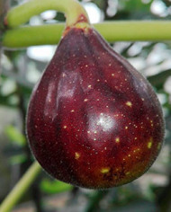 biofeigenbaumnegretta