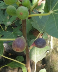 Bio Feigenbaum Negrette de Porquerolles (*)