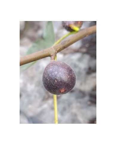 Bio Feigenbaum Negrette de Porquerolles (*)