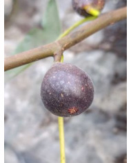 Bio Feigenbaum Negrette de Porquerolles (*)