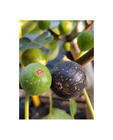 Bio Feigenbaum Negrette de Porquerolles (*)
