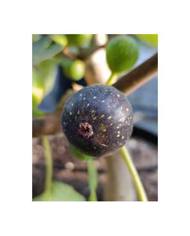Bio Feigenbaum Negrette de Porquerolles (*)