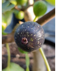 Bio Feigenbaum Negrette de Porquerolles (*)