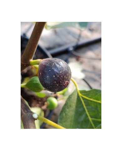 Bio Feigenbaum Negrette de Porquerolles (*)
