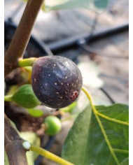 Bio Feigenbaum Negrette de Porquerolles (*)